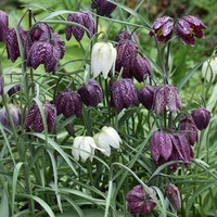 Fritillaria meleagris  Photo: J. Amand